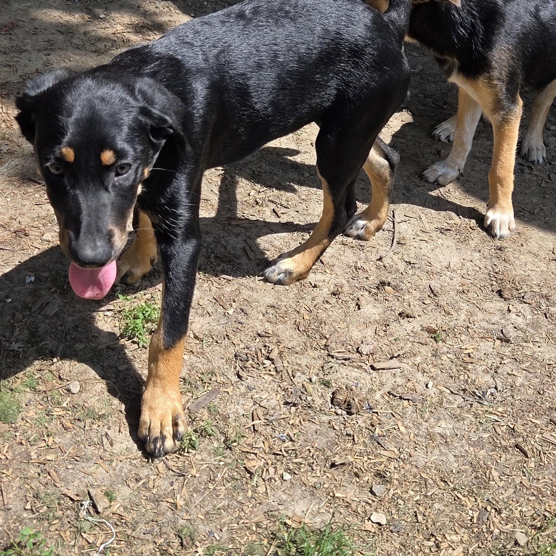Enlarge Lucky, a Adopted mixed breed in Muncie, IN image 2/4