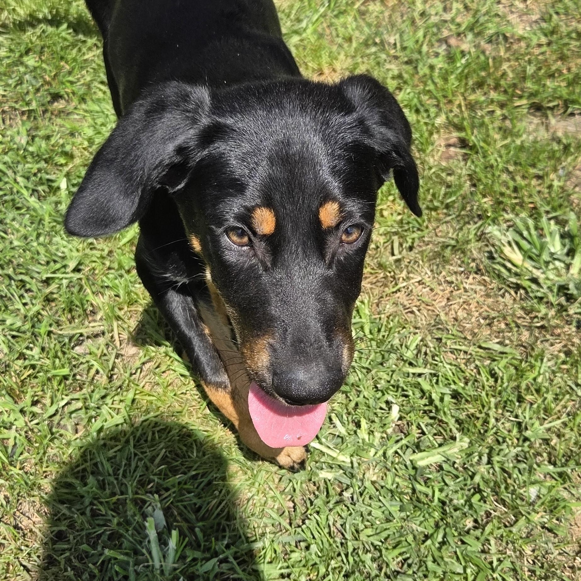 Enlarge Lucky, a Adopted mixed breed in Muncie, IN image 4/4