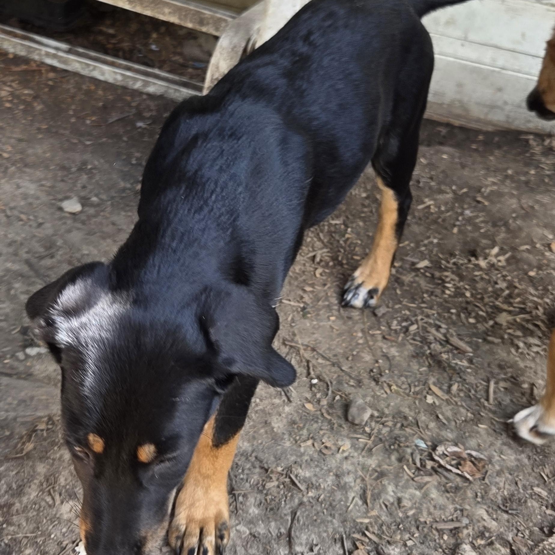 Enlarge Lucky, a Adopted mixed breed in Muncie, IN image 3/4