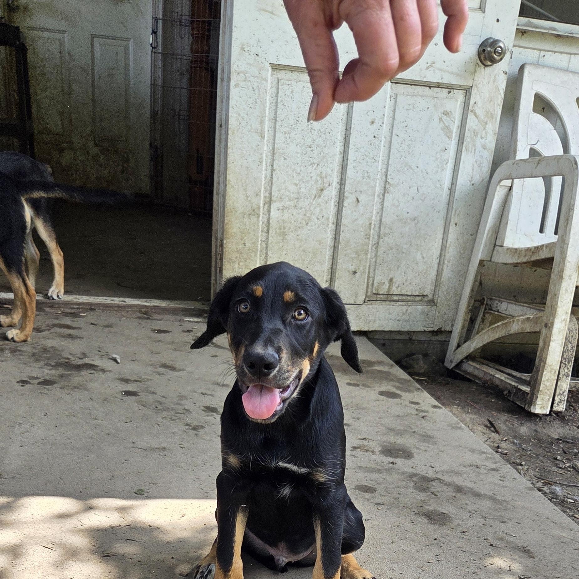 Enlarge Lucky, a Adopted mixed breed in Muncie, IN image 1/4