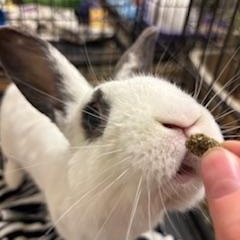Enlarge Lancelot, a ADOPTABLE mixed breed in Oakland, CA image 4/6