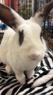 Enlarge Lancelot, a ADOPTABLE mixed breed in Oakland, CA image 3/6