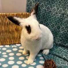 Lancelot, ADOPTABLE, Young Male English Spot & Hotot.