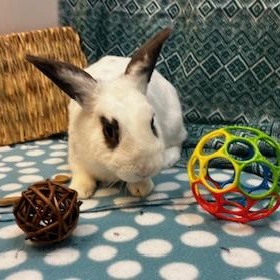 Enlarge Lancelot, a ADOPTABLE mixed breed in Oakland, CA image 2/6