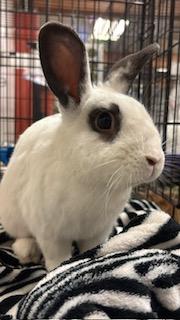 Enlarge Lancelot, a ADOPTABLE mixed breed in Oakland, CA image 5/6