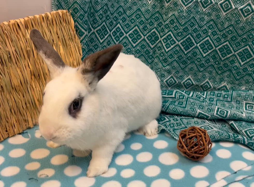 Enlarge Lancelot, a ADOPTABLE mixed breed in Oakland, CA video 6/6