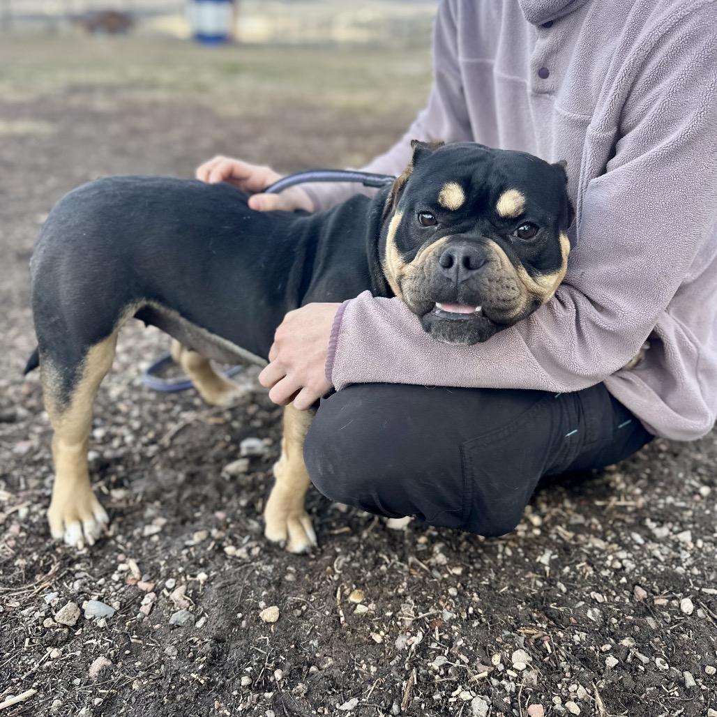 Tess, Adoptable, Adult Female English Bulldog & Mixed Breed.