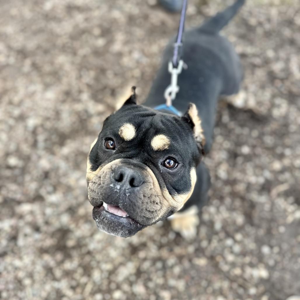 Enlarge Tess, a Adoptable mixed breed in Glenwood Springs, CO image 2/4