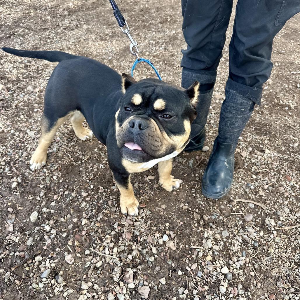 Enlarge Tess, a Adoptable mixed breed in Glenwood Springs, CO image 4/4