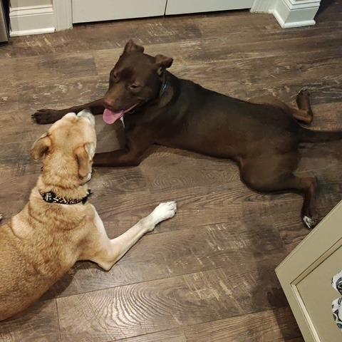 Enlarge Simon, a Adoptable mixed breed in Raleigh, NC image 1/5