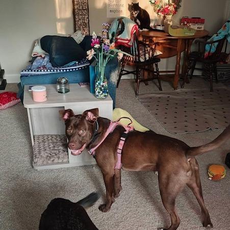 Enlarge Simon, a Adoptable mixed breed in Raleigh, NC image 2/6