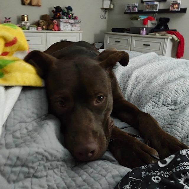 Enlarge Simon, a Adoptable mixed breed in Raleigh, NC image 2/5