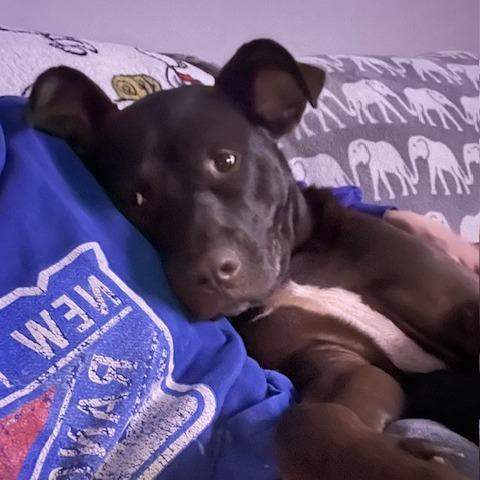 Simon, a Adoptable mixed breed in Raleigh, NC image 4/6