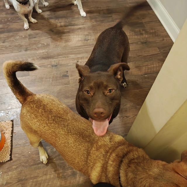 Enlarge Simon, a Adoptable mixed breed in Raleigh, NC image 3/5