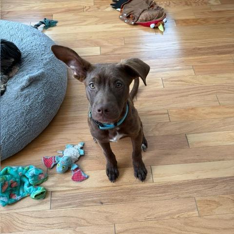 Enlarge Simon, a Adoptable mixed breed in Raleigh, NC image 4/5