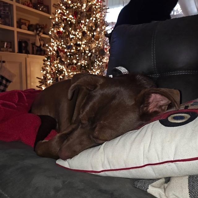 Enlarge Simon, a Adoptable mixed breed in Raleigh, NC image 5/6