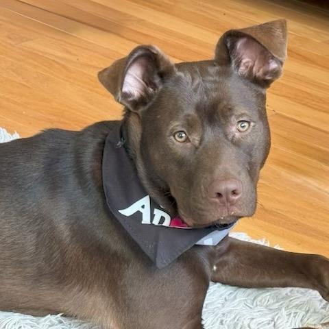 Enlarge Simon, a Adoptable mixed breed in Raleigh, NC image 5/5