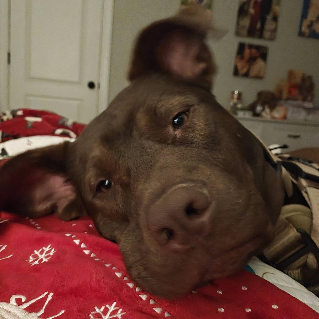 Enlarge Simon, a Adoptable mixed breed in Raleigh, NC image 6/6