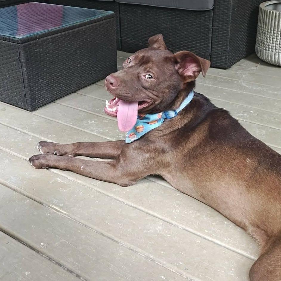 Enlarge Simon, a Adoptable mixed breed in Raleigh, NC image 6/6