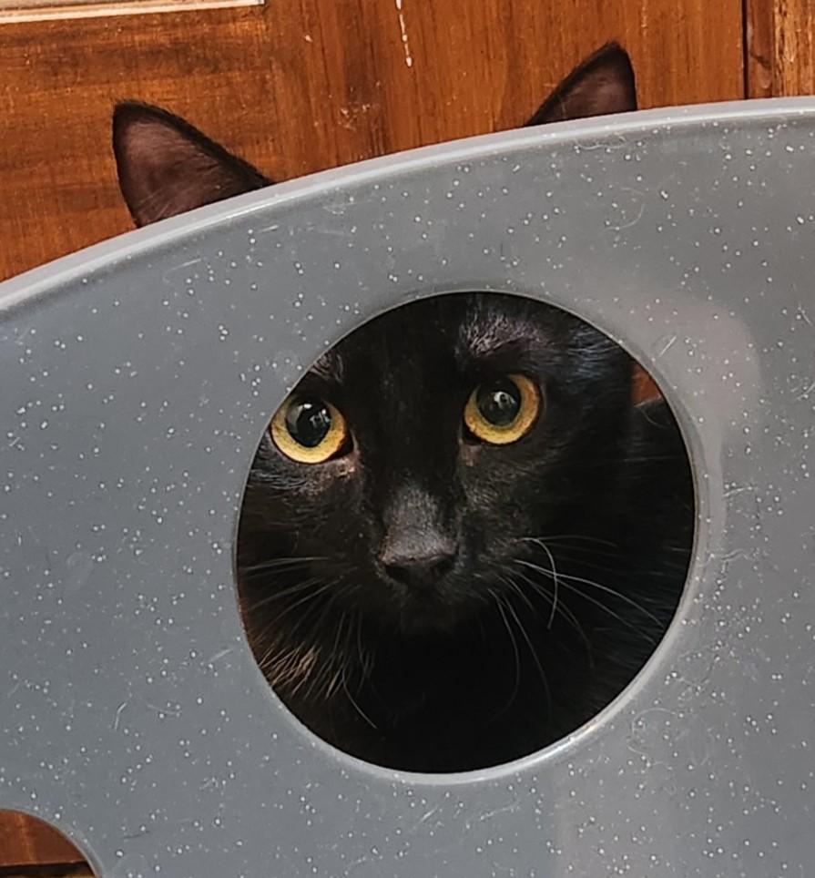 Ace, an adoptable Domestic Short Hair in Oklahoma City, OK, 73139 | Photo Image 1