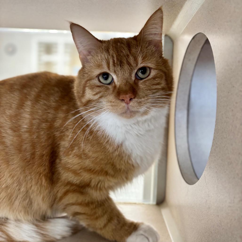 Biscuits, Adoptable, Young Male Domestic Short Hair.