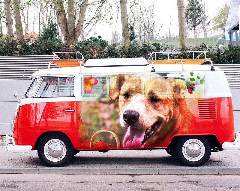 Honey, Adoptable, Adult Female Labrador Retriever.