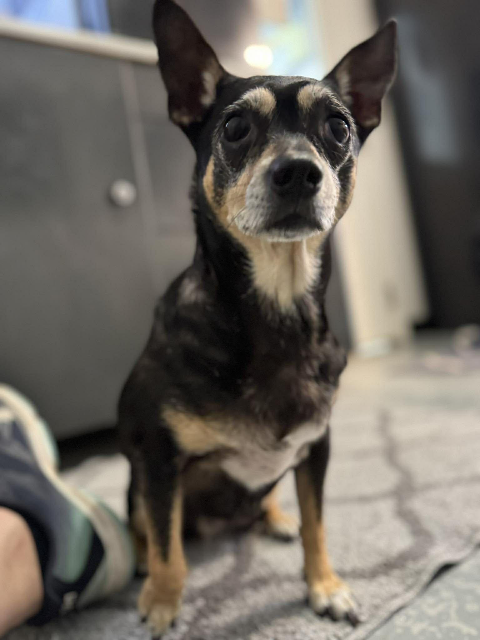 Enlarge Muffin, an adopted mixed breed in Independence, MO image 2/4