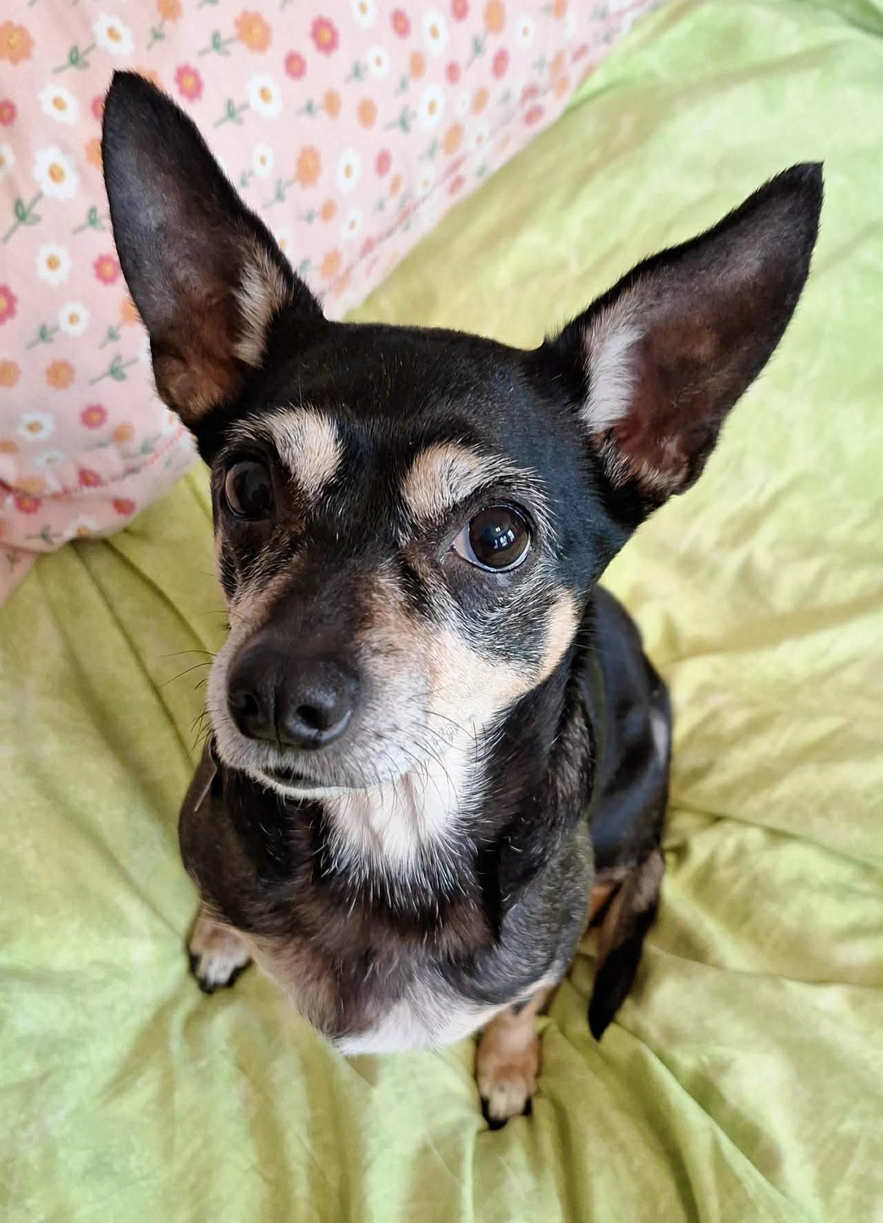 Muffin, adopted, Senior Female Miniature Pinscher & Chihuahua.