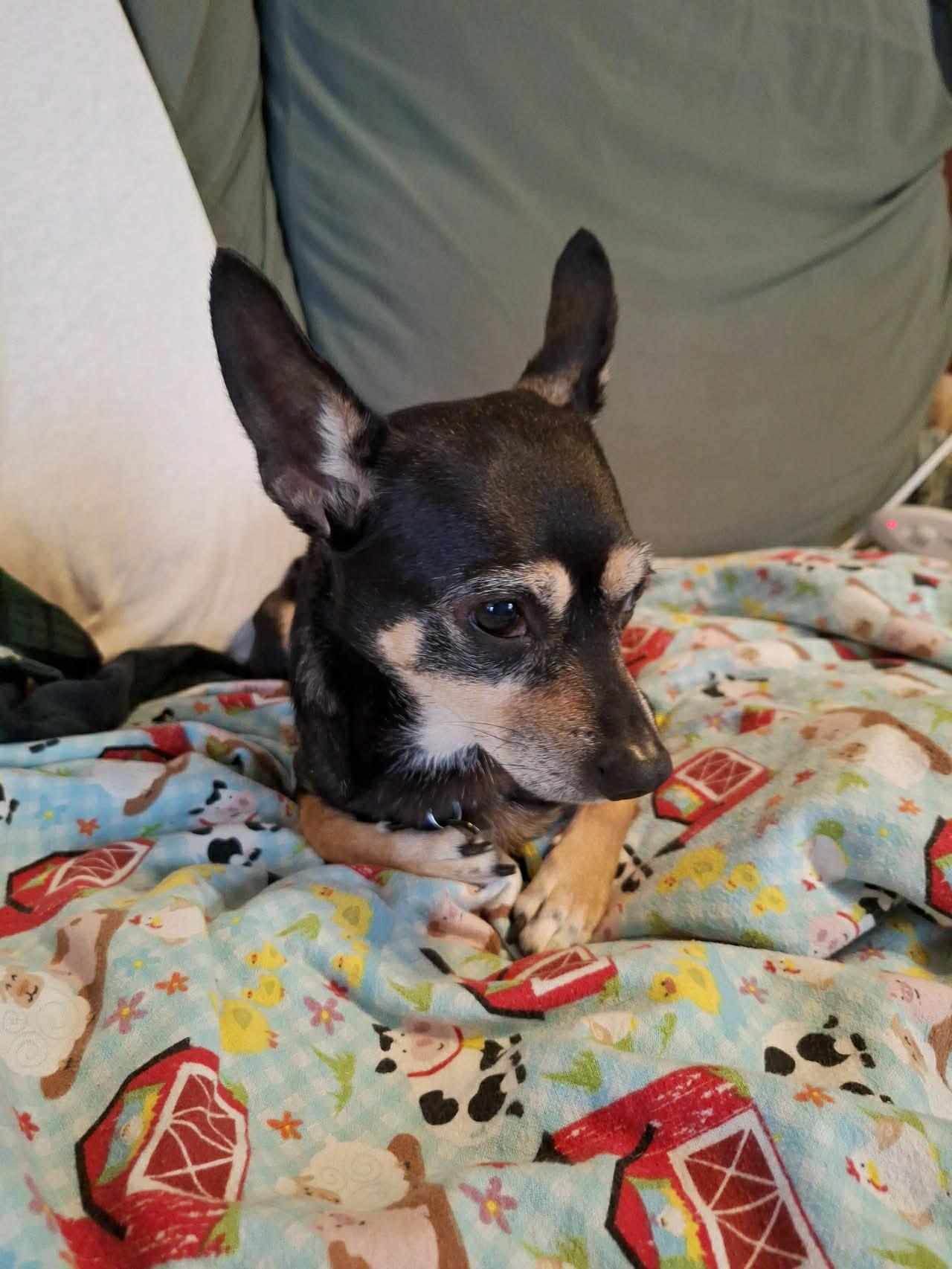 Enlarge Muffin, an adopted mixed breed in Independence, MO image 3/4