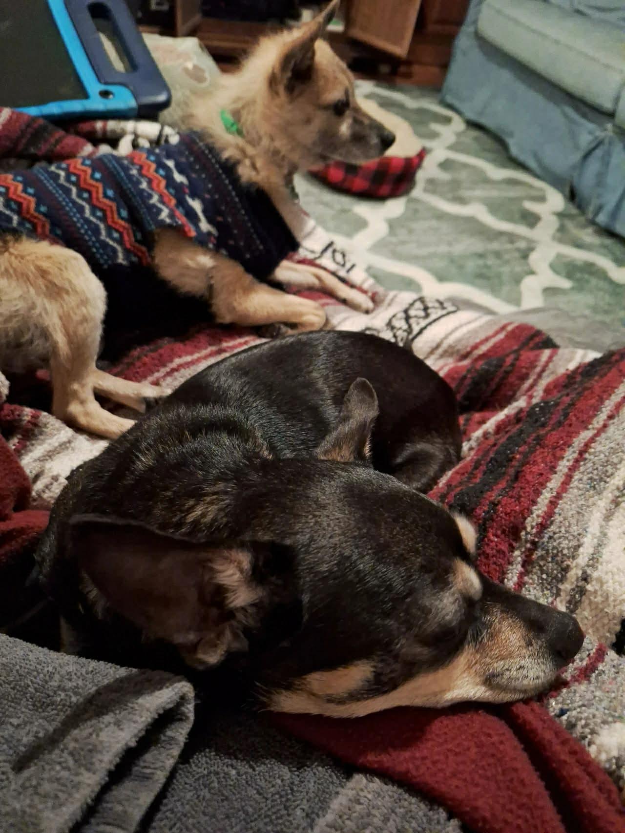 Enlarge Muffin, an adopted mixed breed in Independence, MO image 4/4