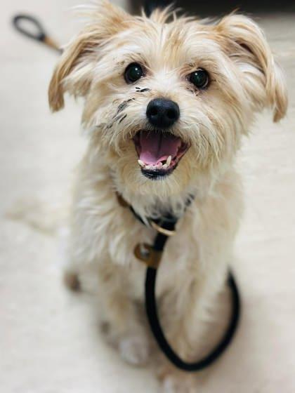 Cupcake (Cece) — thumbnail 2