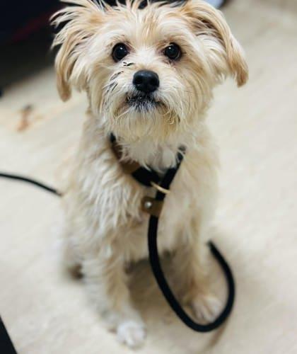 Cupcake (Cece) — thumbnail 3