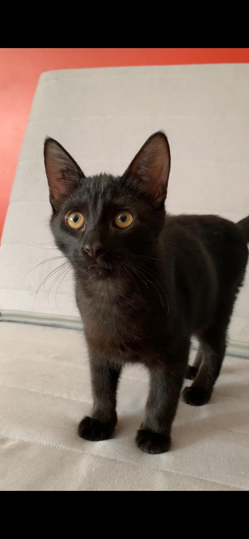 Anthony, Adopted, Kitten Male Domestic Short Hair.