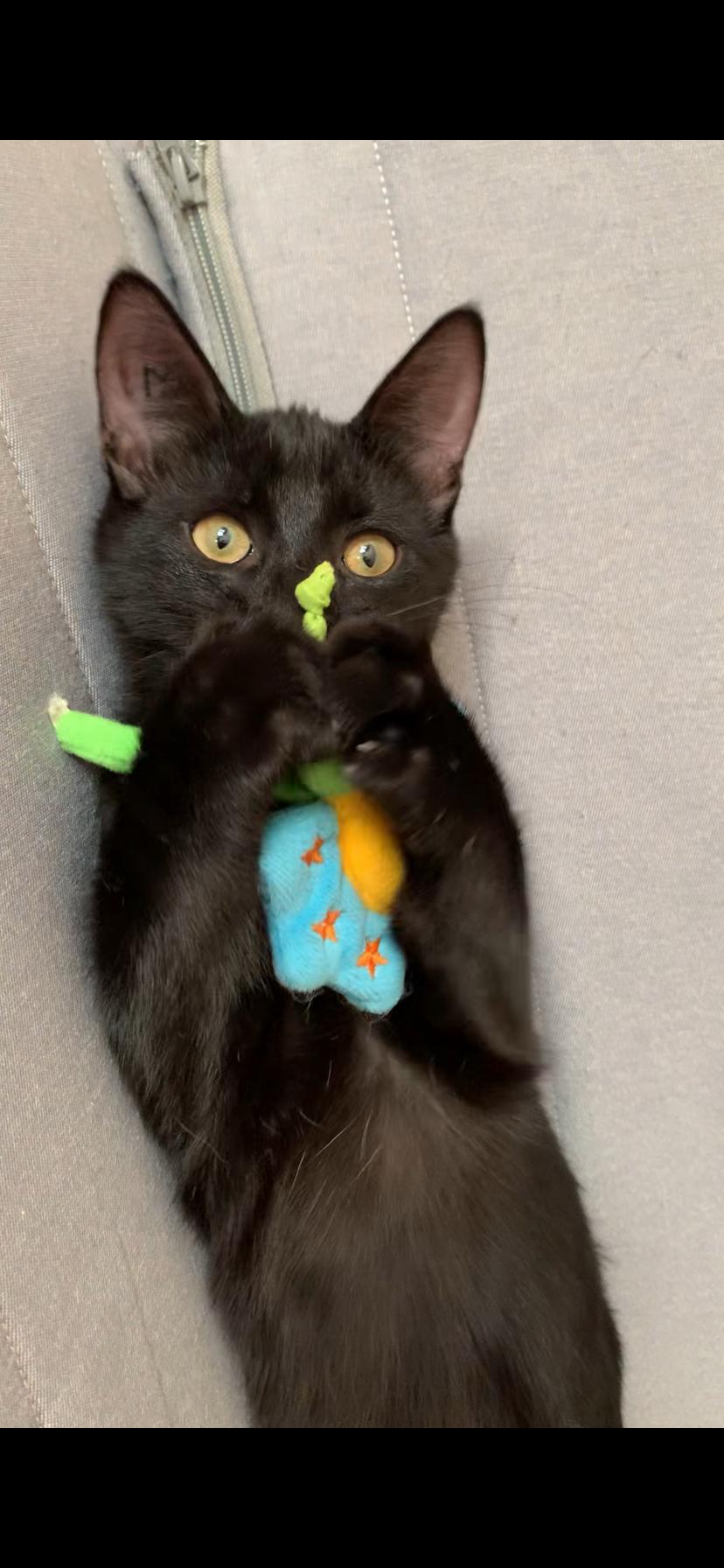 Enlarge Anthony, a Adopted Domestic Short Hair in Beloeil, QC image 2/4