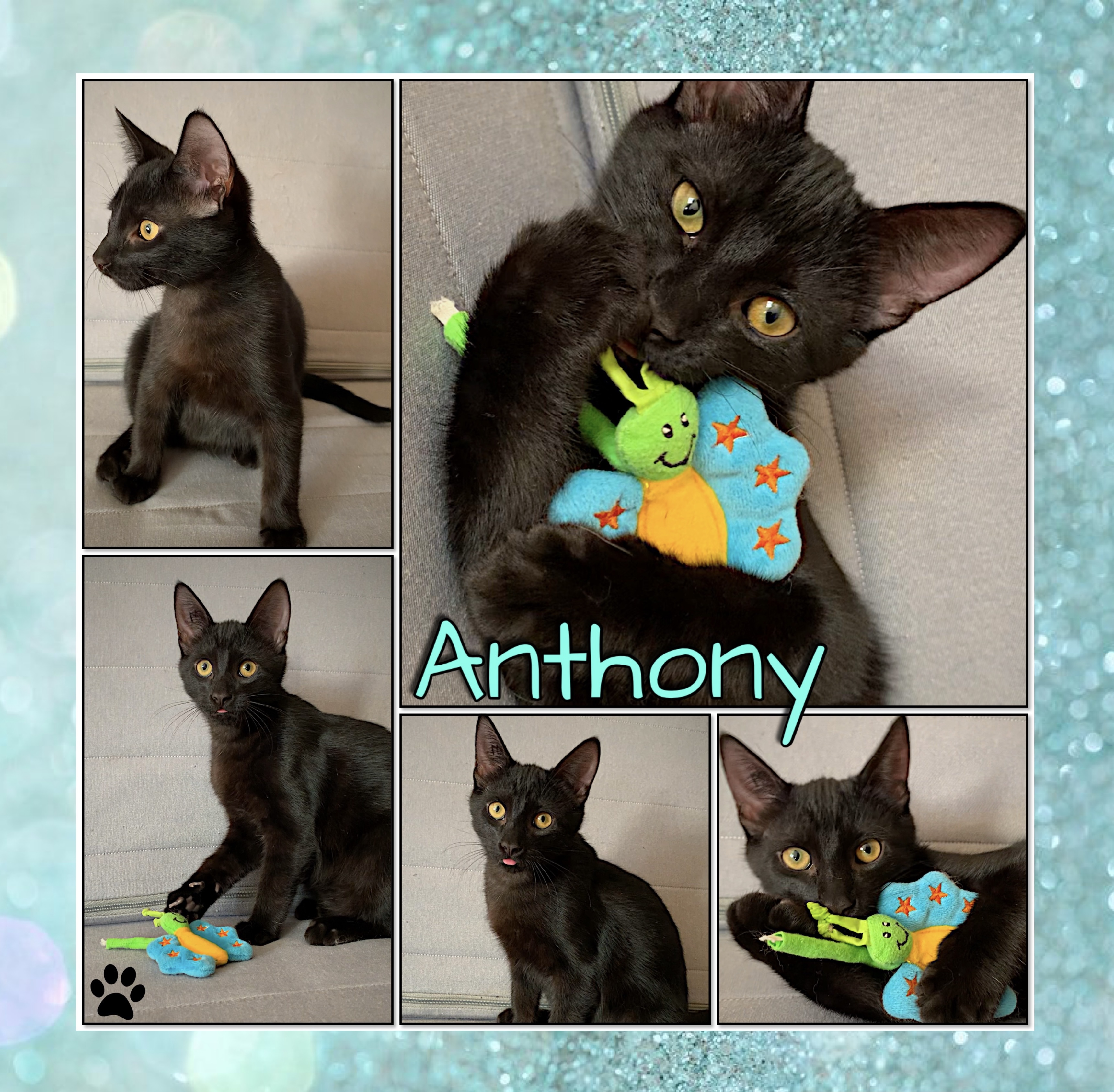 Anthony, Adopted, Kitten Male Domestic Short Hair.