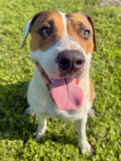 Celine, Adoptable, Adult Female Mixed Breed & Mixed Breed.