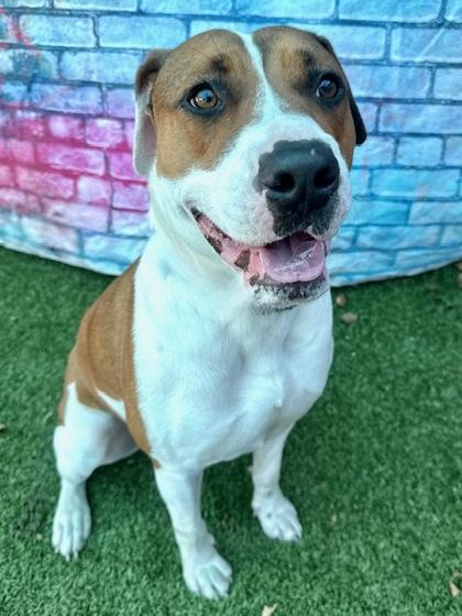 Celine, a Adoptable Mixed Breed in Port Saint Joe, FL image 3/3