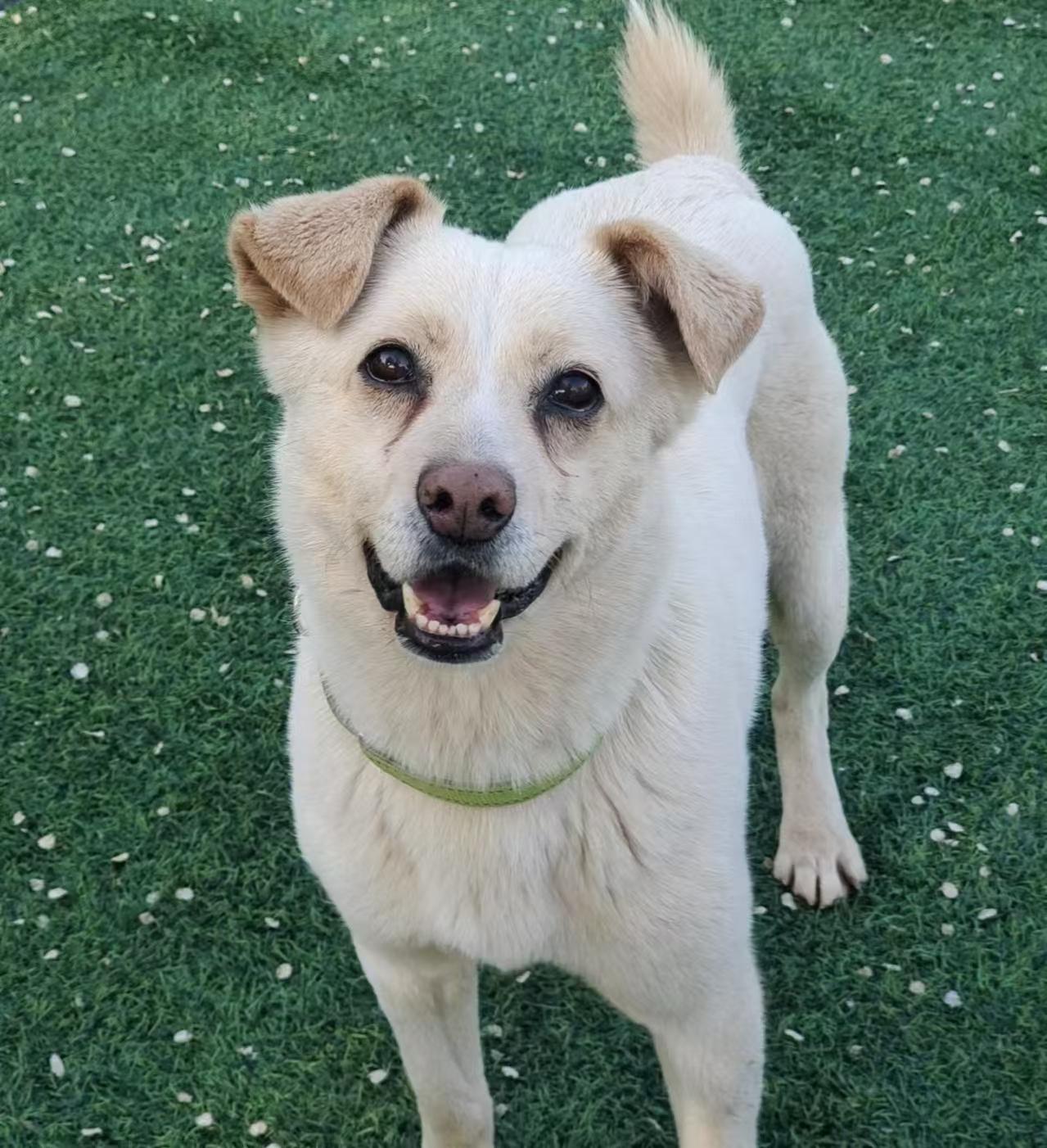 Enlarge Jax (formerly Billy), a Adoptable Mixed Breed in Rochester, NH image 3/6