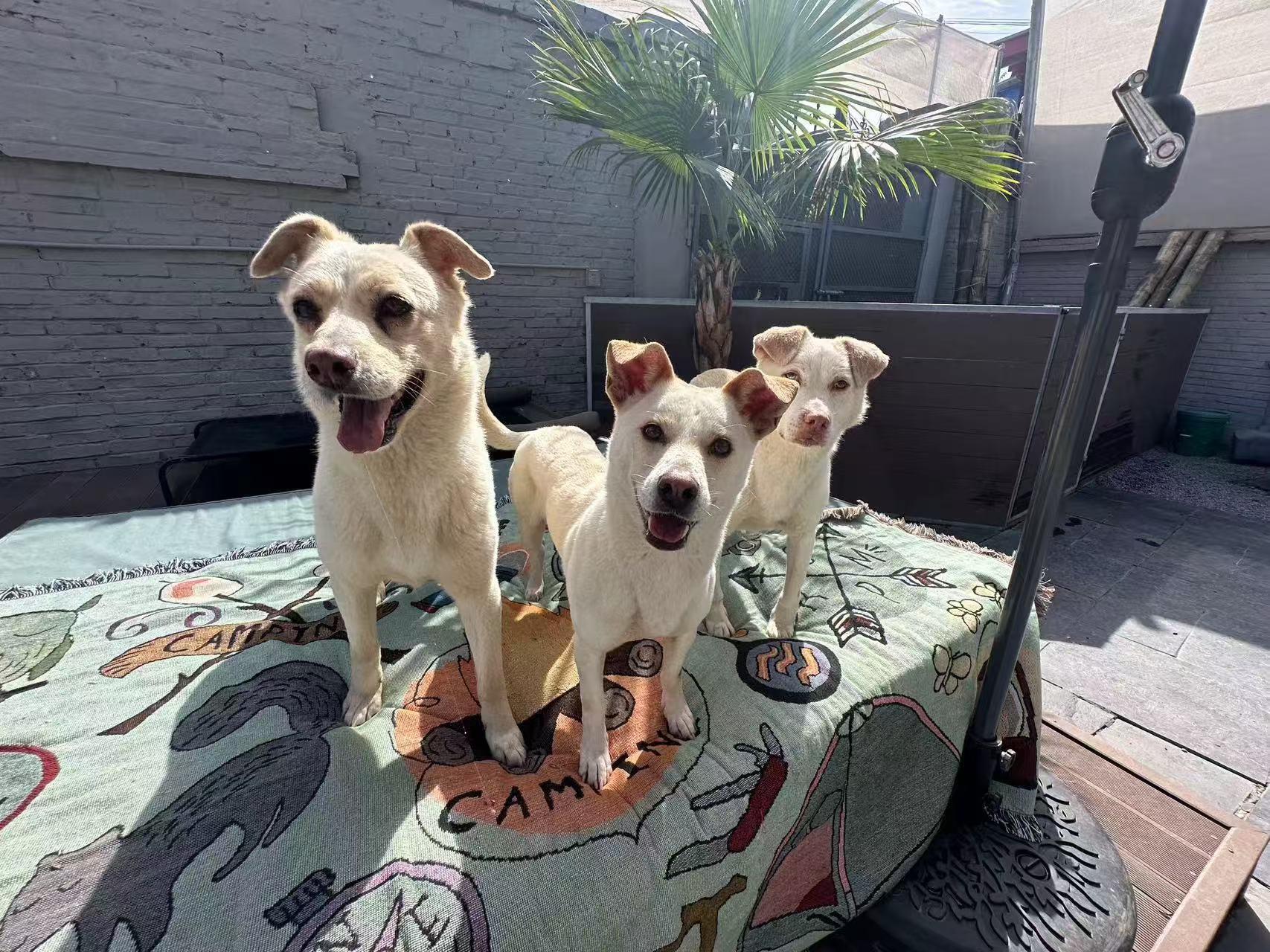 Enlarge Jax (formerly Billy), a Adoptable Mixed Breed in Rochester, NH image 4/6