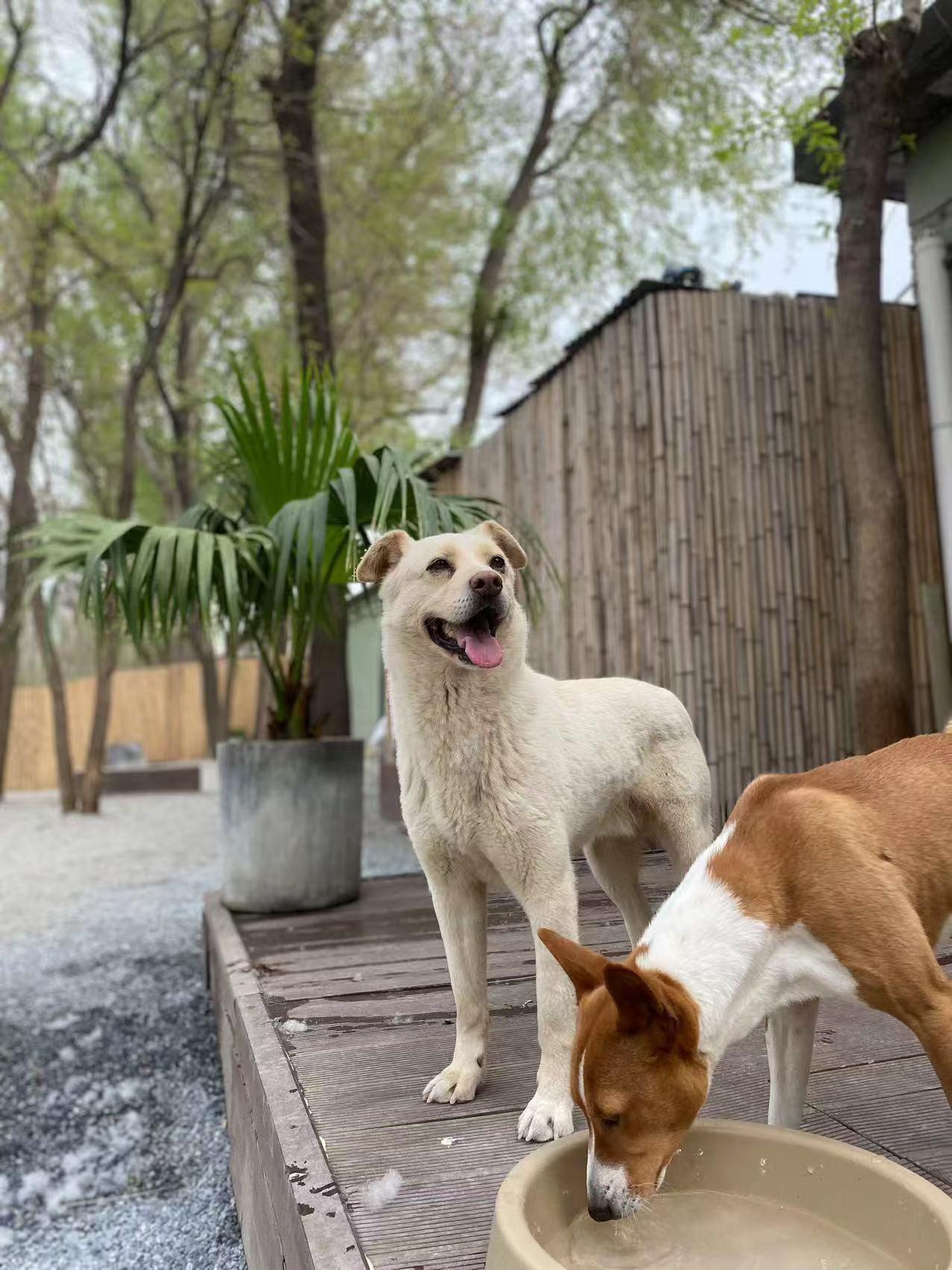 Enlarge Jax (formerly Billy), a Adoptable Mixed Breed in Rochester, NH image 5/6