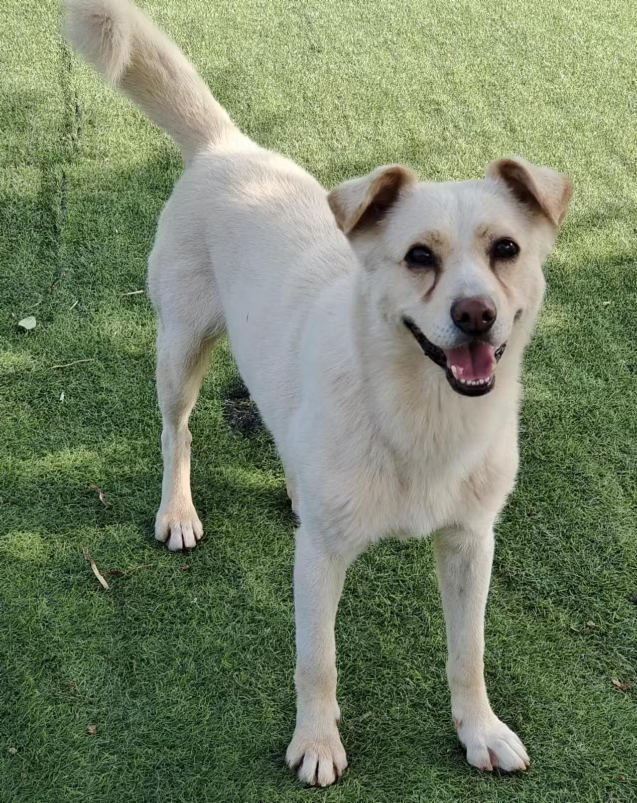 Enlarge Jax (formerly Billy), a Adoptable Mixed Breed in Rochester, NH image 2/6