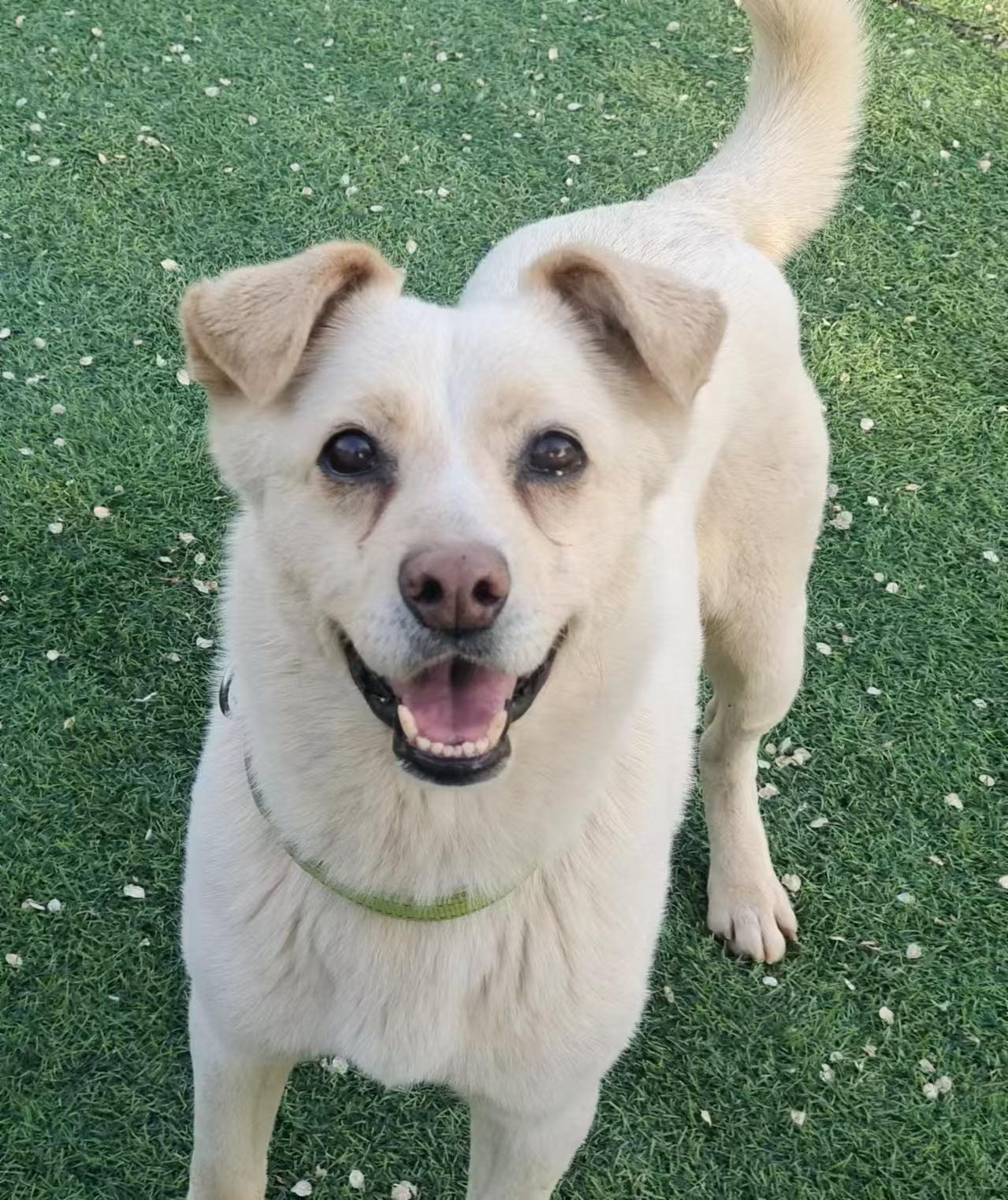 Enlarge Jax (formerly Billy), a Adoptable Mixed Breed in Rochester, NH image 1/6