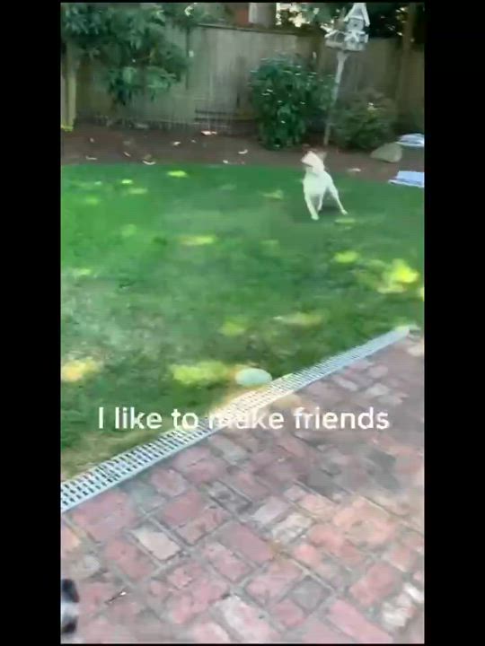 Enlarge Jax (formerly Billy), a Adoptable Mixed Breed in Rochester, NH video 6/6