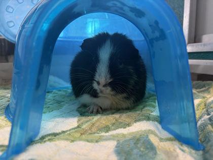 Enzo, Adoptable, Adult Male Guinea Pig & Guinea Pig.