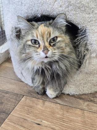 Enlarge Fetty, a ADOPTABLE Domestic Long Hair in Prineville, OR image 1/1
