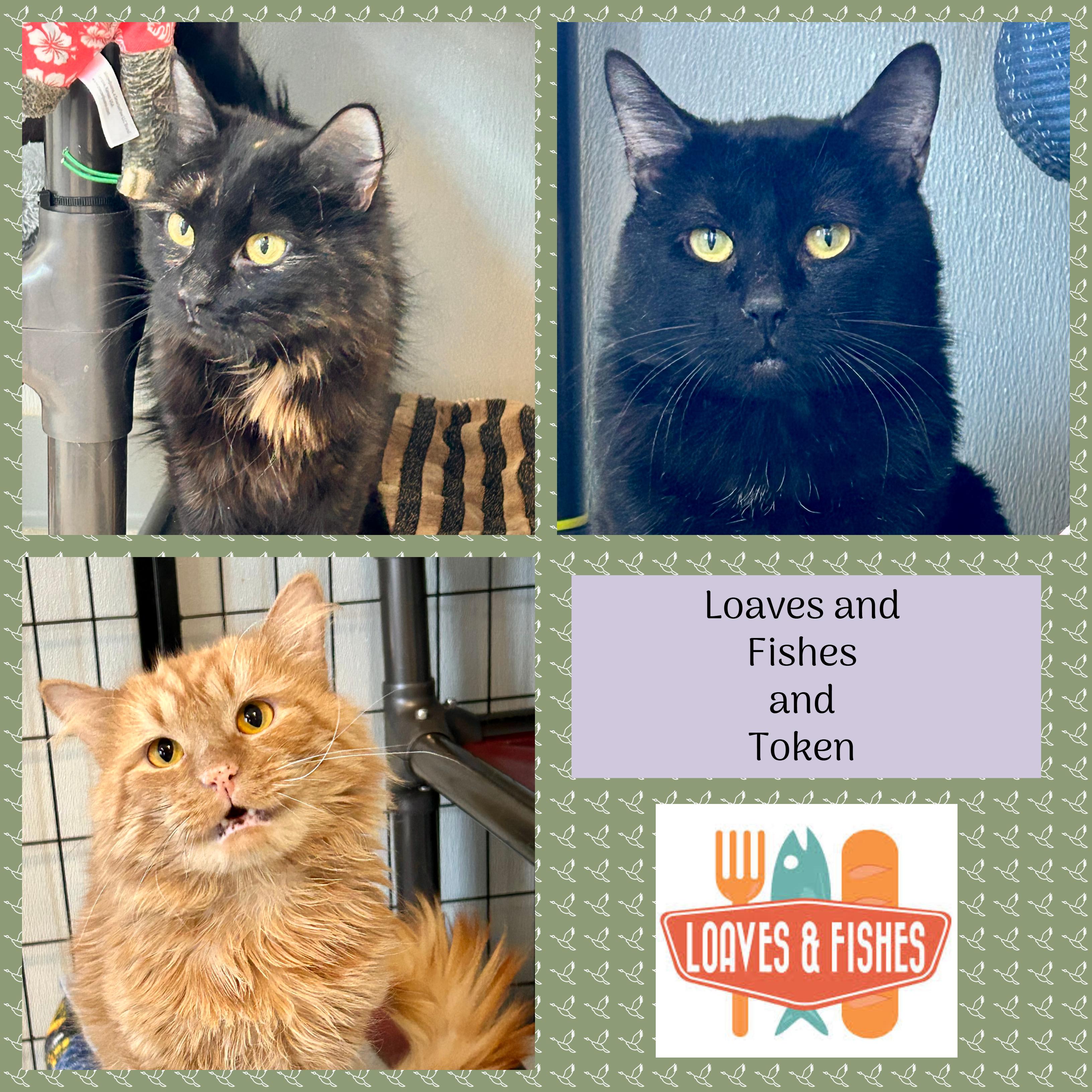 Enlarge Token , a ADOPTABLE Domestic Medium Hair in Providence, RI image 1/6