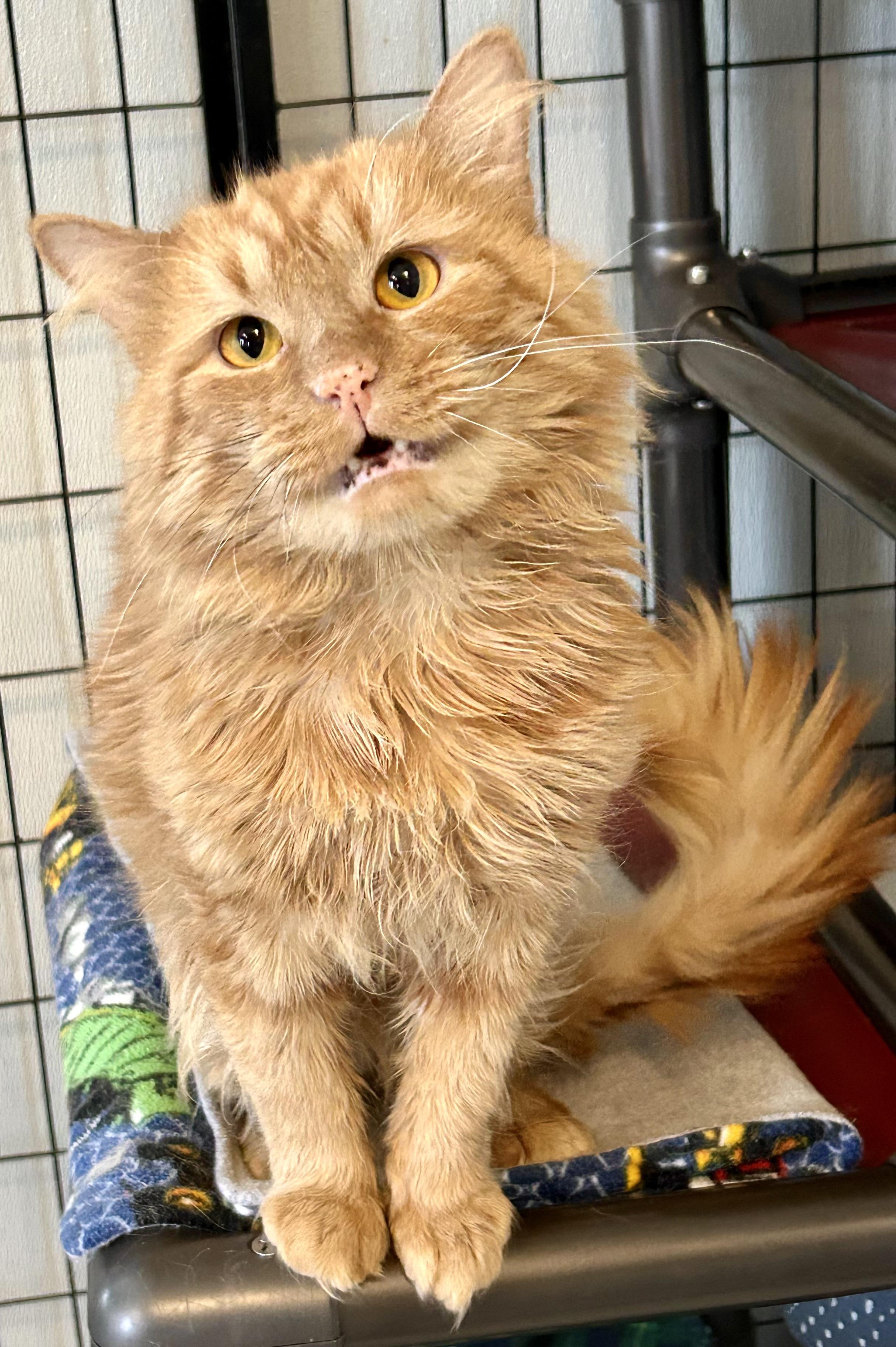 Enlarge Token , a ADOPTABLE Domestic Medium Hair in Providence, RI image 2/6