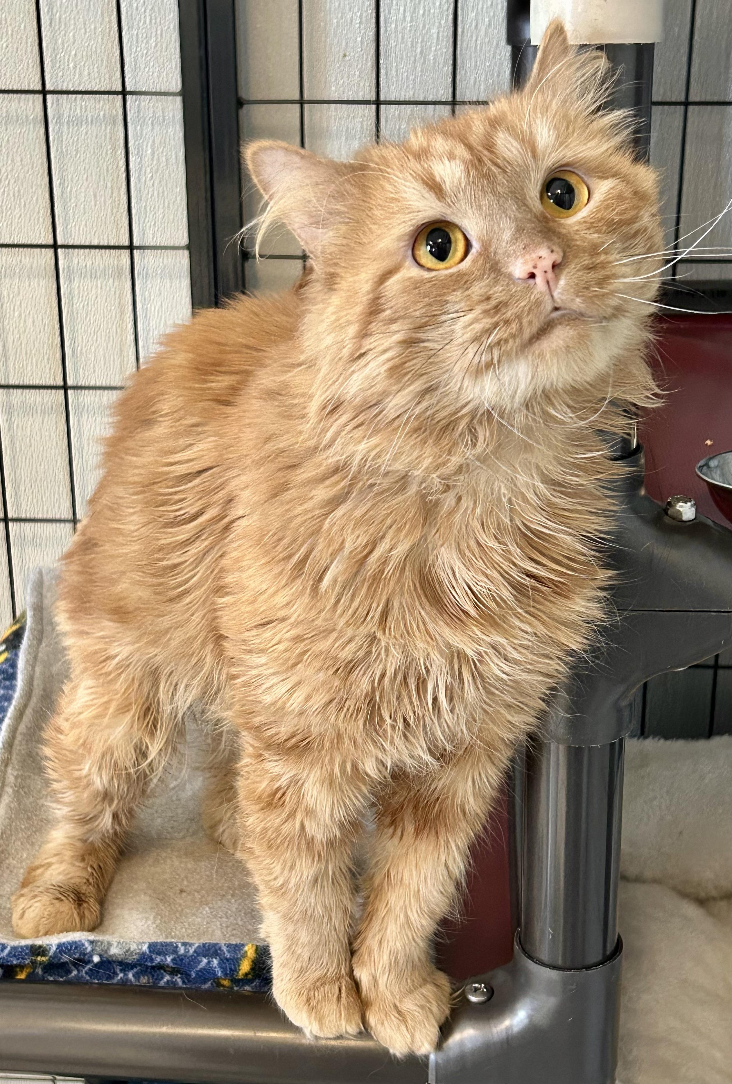 Enlarge Token , a ADOPTABLE Domestic Medium Hair in Providence, RI image 3/6