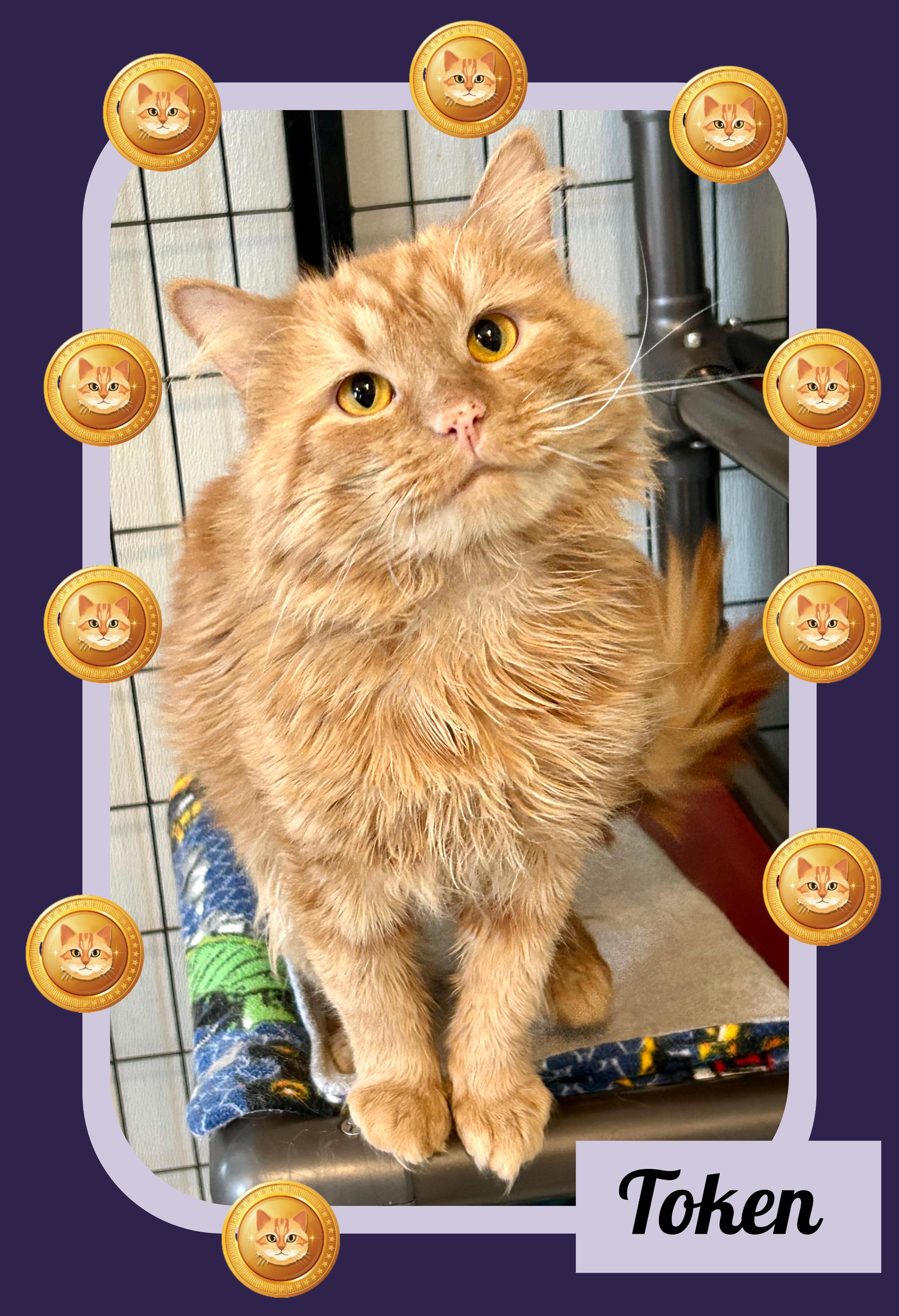 Enlarge Token , a ADOPTABLE Domestic Medium Hair in Providence, RI image 4/6