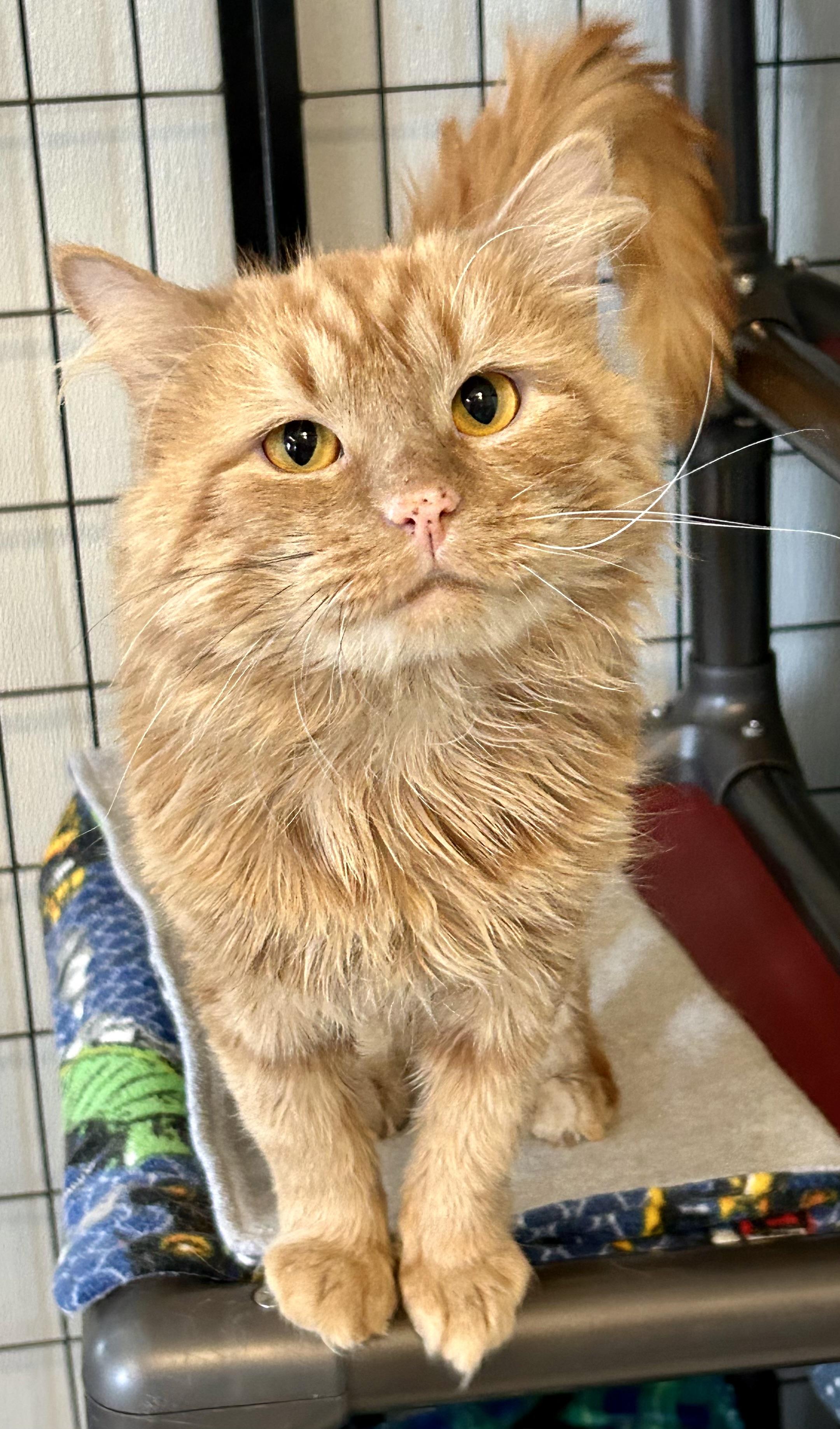 Enlarge Token , a ADOPTABLE Domestic Medium Hair in Providence, RI image 5/6